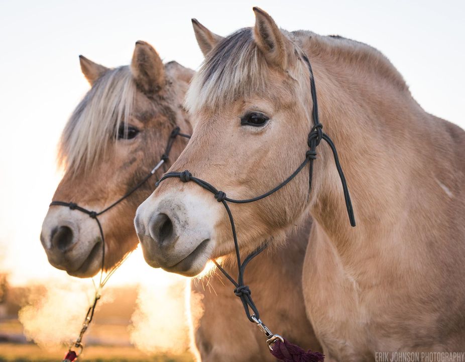 norwegian fjord pony